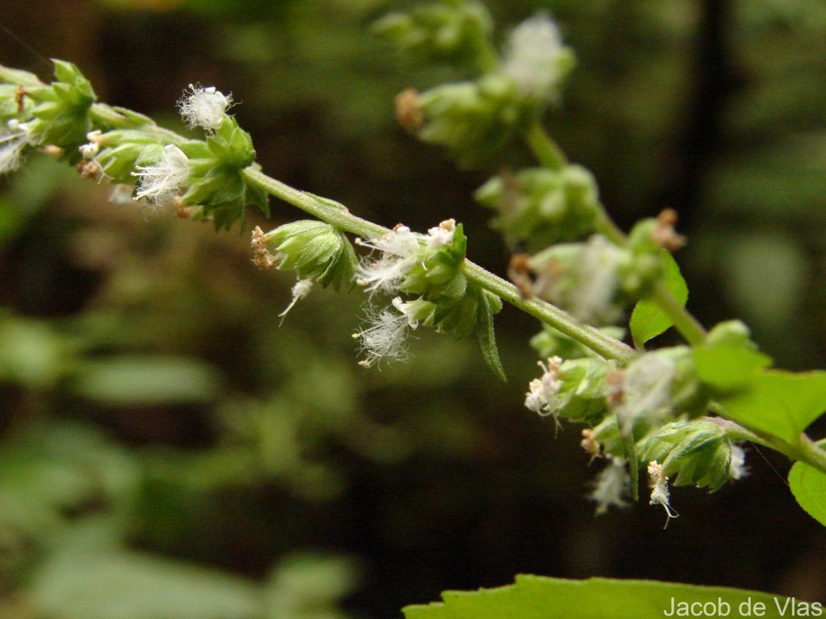 Pogostemon heyneanus Benth.